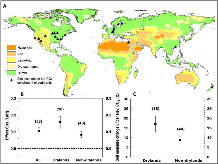 (A) Site locations of the CO2 enrichment experiments together with globally distributed climate zones based on a standard aridity index formulation (precipitation/potential evapotranspiration); (B) Mean effect size of soil water content under elevated CO2 for the entire data set, under dryland and non-dryland regimes. The effect size was calculated as the natural log of the magnitude of an experimental treatment mean (the soil water under elevated CO2) relative to the control treatment mean (the soil water under ambient CO2); The dashed line indicates the threshold of statistically significant CO2 effect on soil moisture. The effect is positive when above the line and vice versa. (C) Enhancement of soil water content under elevated CO2 for dryland versus non-dryland regimes. The number of cases is shown in brackets. Error bars are bootstrapped confidence intervals (CI). All the statistics are significant at P < 0.05. The map was generated using ArcGIS for Desktop 10.3.1 (http://www.arcgis.com).