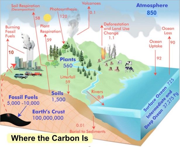 Figura 2 - Serbatoi e flussi annui globali di carbonio (valori in GTC dic arbonio) (GLOBE Carbon Cycle Project, 2010).